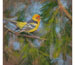Walsh "Western Tanager"